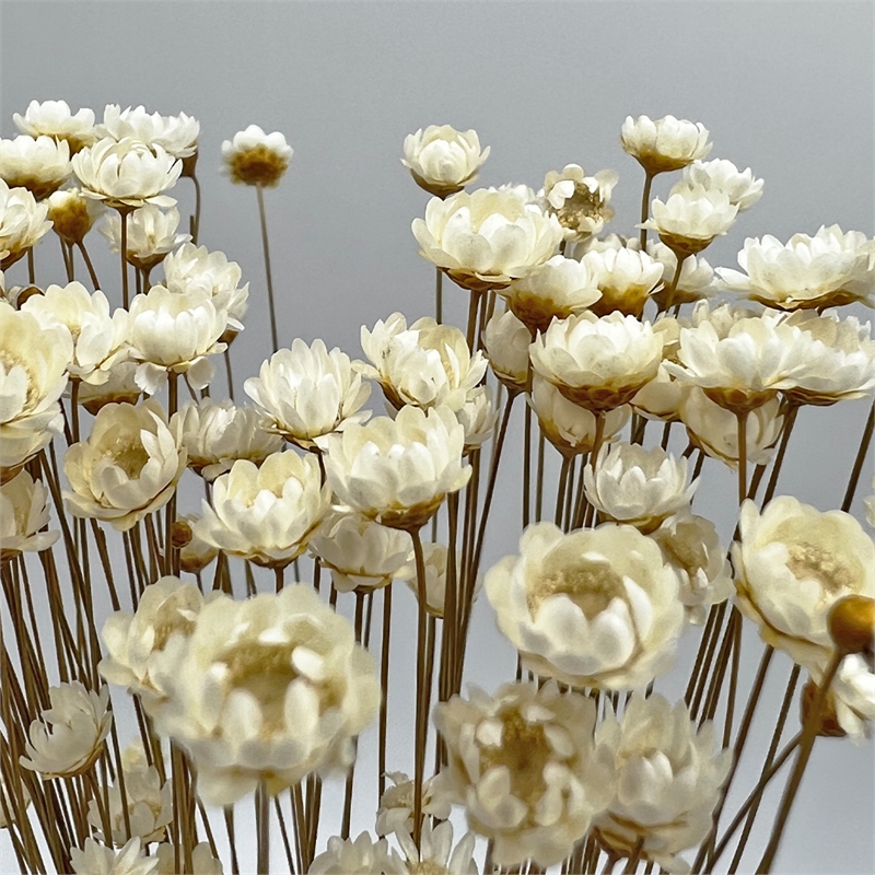 Bergamo Art Bundle of 4 Preserved Little Star Flower 16-20