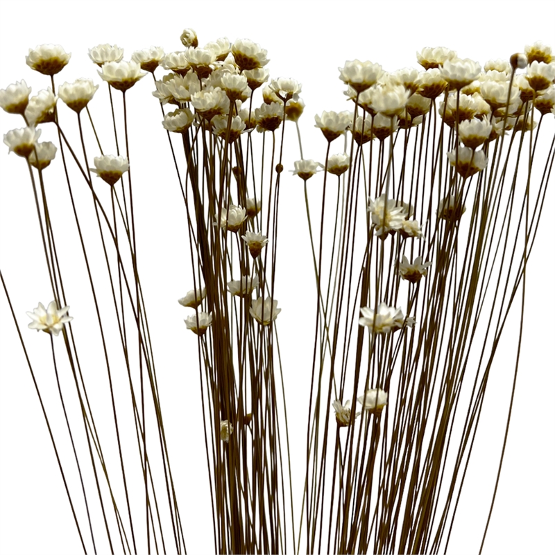 Bergamo Art Bundle of 4 Preserved Little Star Flower 16-20