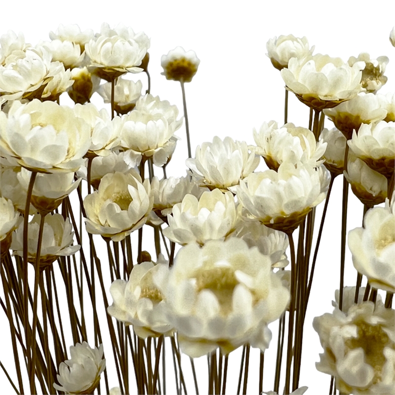 Bergamo Art Bundle of 4 Preserved Little Star Flower 16-20