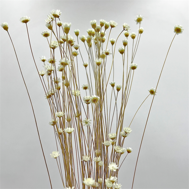 Bergamo Art Bundle of 4 Preserved Little Star Flower 16-20
