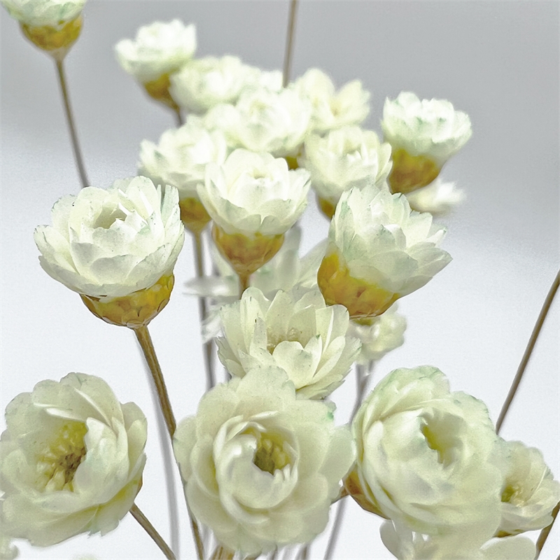 Bergamo Art Bundle of 4 Preserved Little Star Flower 16-20