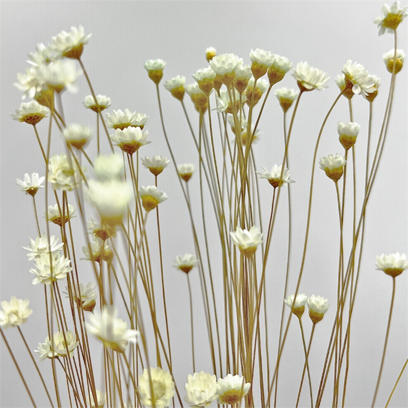 Bergamo Art Bundle of 4 Preserved Little Star Flower 16-20