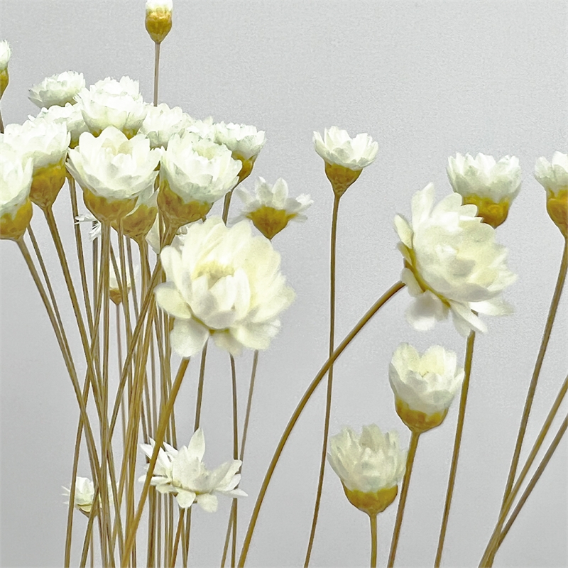 Bergamo Art Bundle of 4 Preserved Little Star Flower 16-20