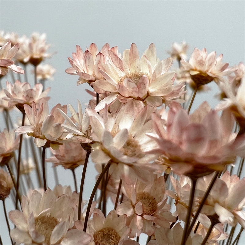 Bergamo Art Bundle of 4 Preserved Little Star Flower 16-20