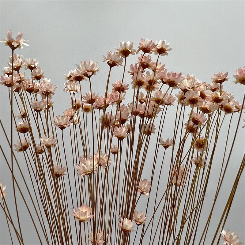Bergamo Art Bundle of 4 Preserved Little Star Flower 16-20