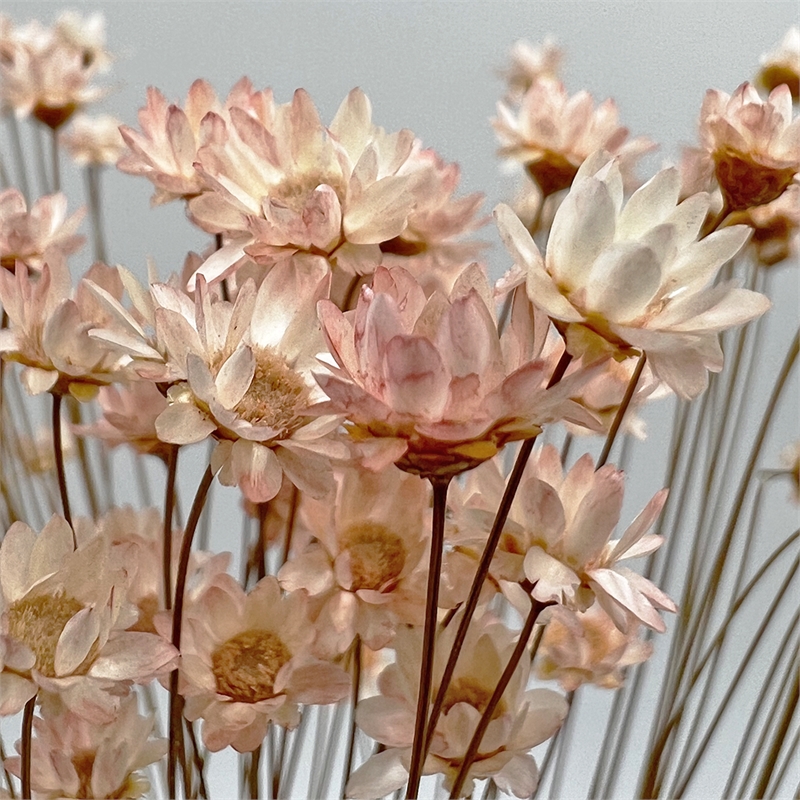 Bergamo Art Bundle of 4 Preserved Little Star Flower 16-20