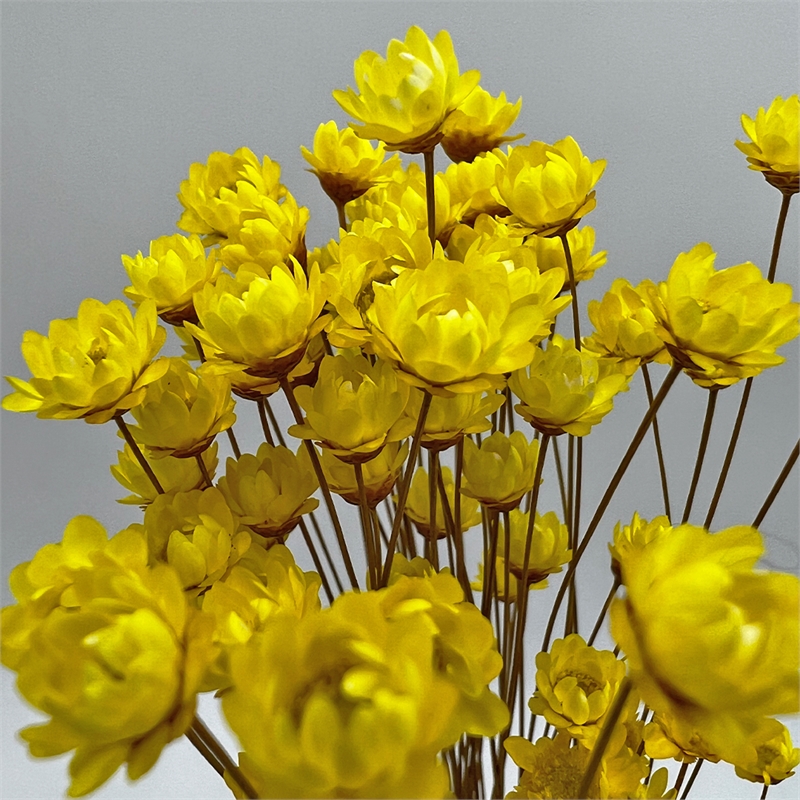 Bergamo Art Bundle of 4 Preserved Little Star Flower 16-20