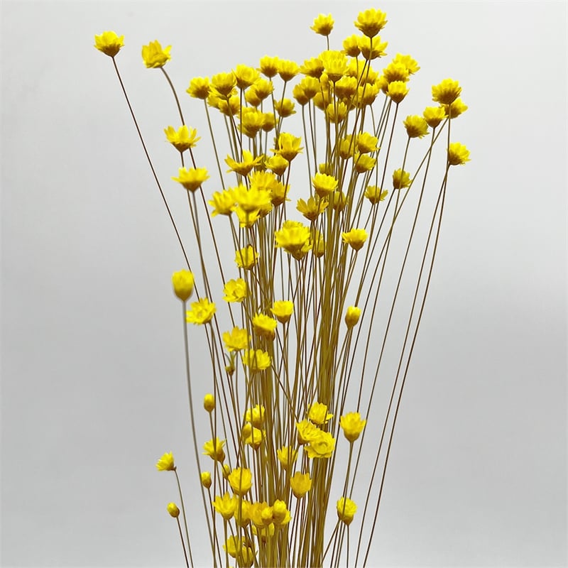 Bergamo Art Bundle of 4 Preserved Little Star Flower 16-20