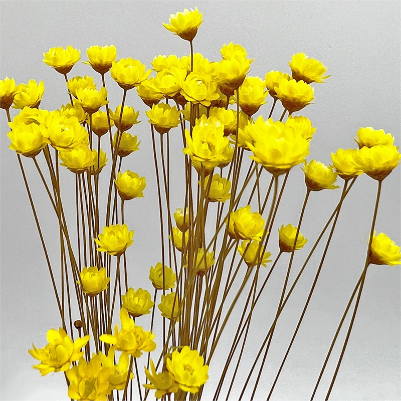 Bergamo Art Bundle of 4 Preserved Little Star Flower 16-20