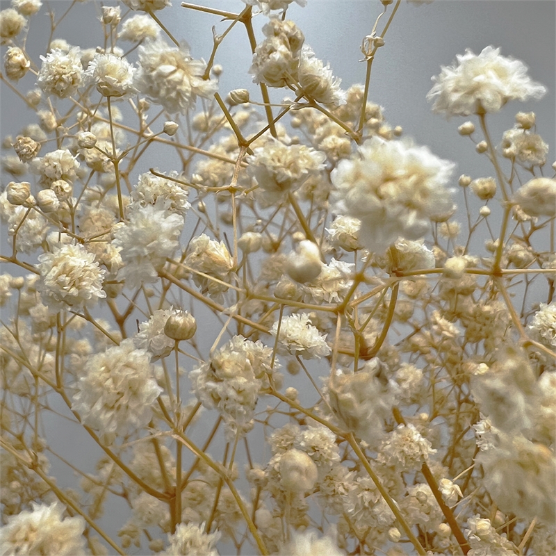 Bergamo Art Bundle of 4 Preserved Gypsophila Baby's Breath 24