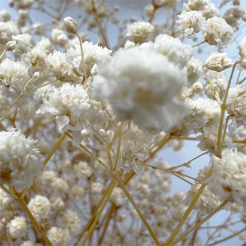 Bergamo Art Bundle of 4 Preserved Gypsophila Baby's Breath 24