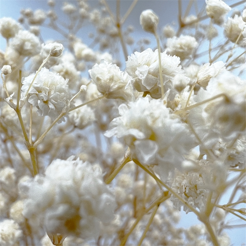 Bergamo Art Bundle of 4 Preserved Gypsophila Baby's Breath 24