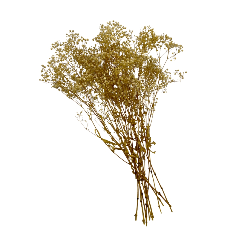 Bergamo Art Bundle of 4 Preserved Gypsophila Baby's Breath 24