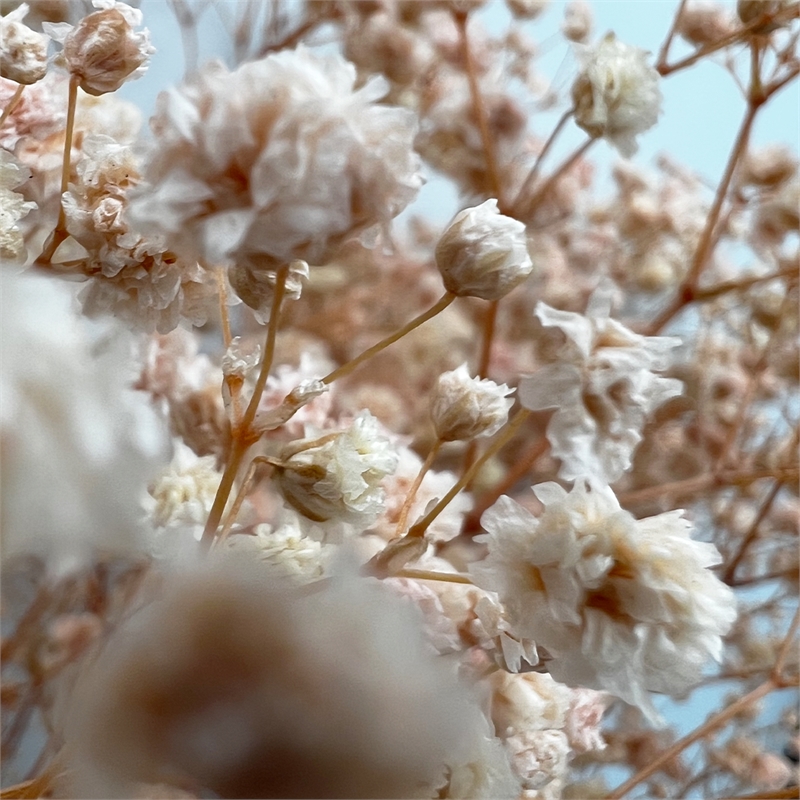 Bergamo Art Bundle of 4 Preserved Gypsophila Baby's Breath 24