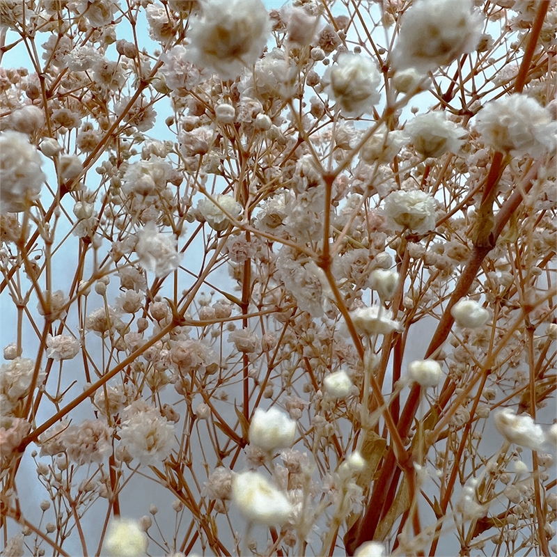 Bergamo Art Bundle of 4 Preserved Gypsophila Baby's Breath 24