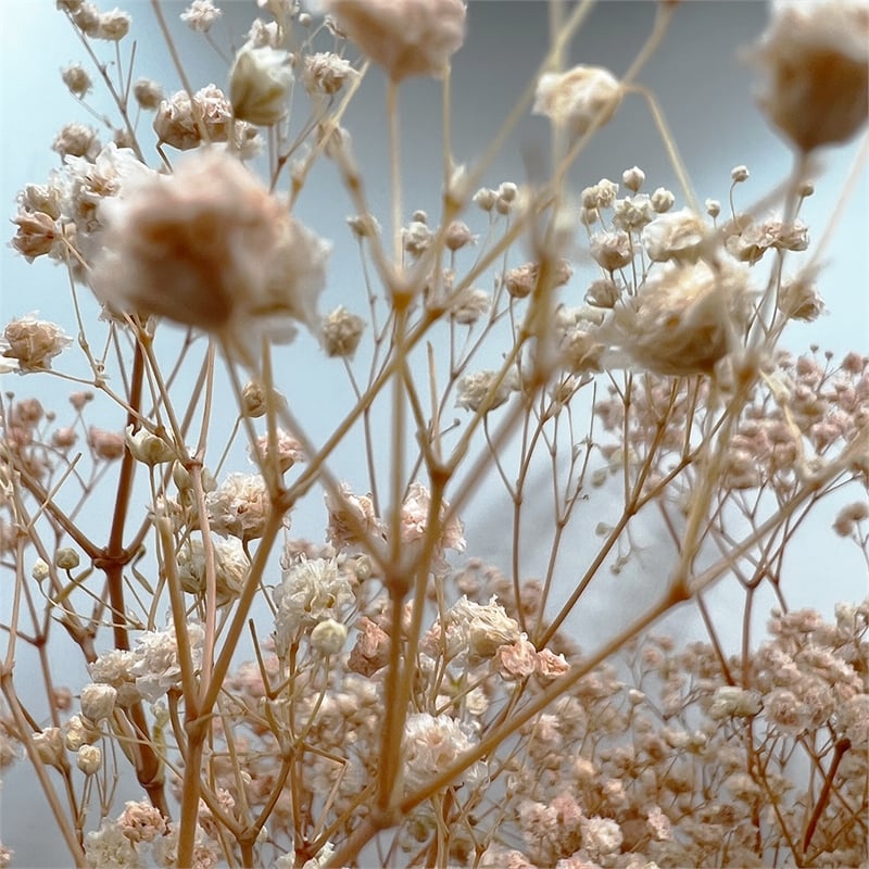 Bergamo Art Bundle of 4 Preserved Gypsophila Baby's Breath 24