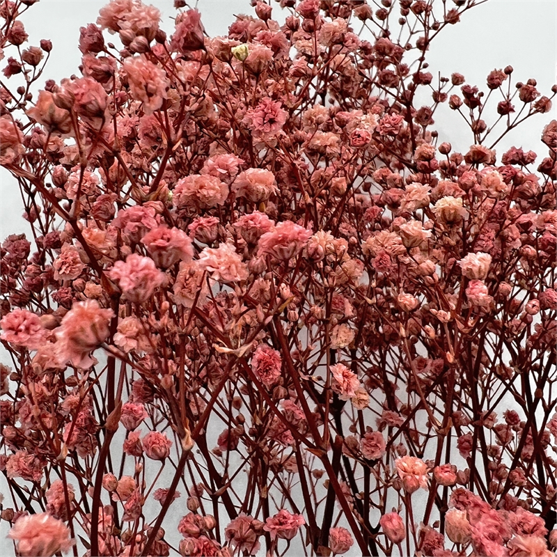 Bergamo Art Bundle of 4 Preserved Gypsophila Baby's Breath 24