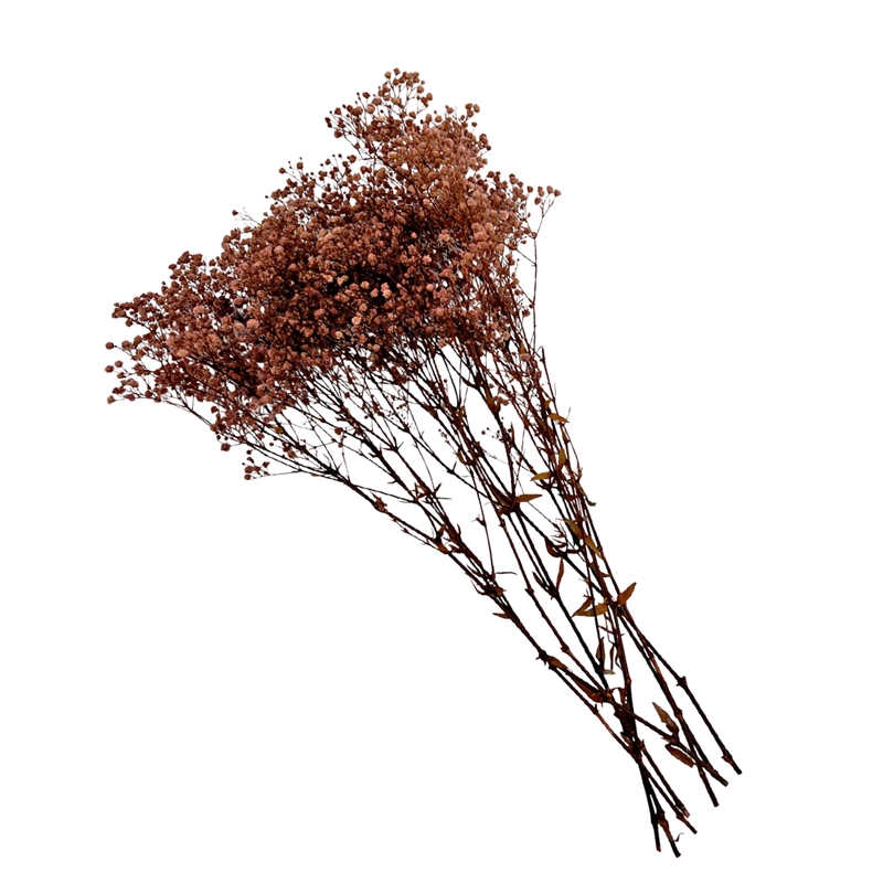 Bergamo Art Bundle of 4 Preserved Gypsophila Baby's Breath 24