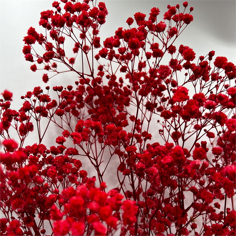 Bergamo Art Bundle of 4 Preserved Gypsophila Baby's Breath 24