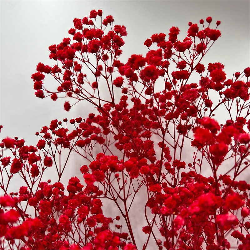 Bergamo Art Bundle of 4 Preserved Gypsophila Baby's Breath 24