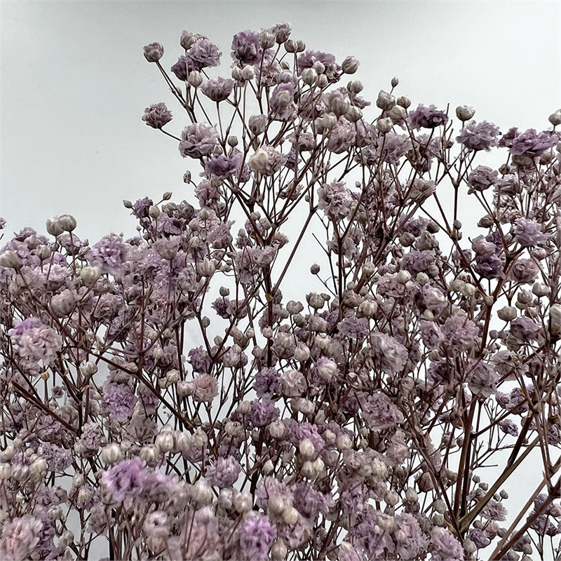 Bergamo Art Bundle of 4 Preserved Gypsophila Baby's Breath 24