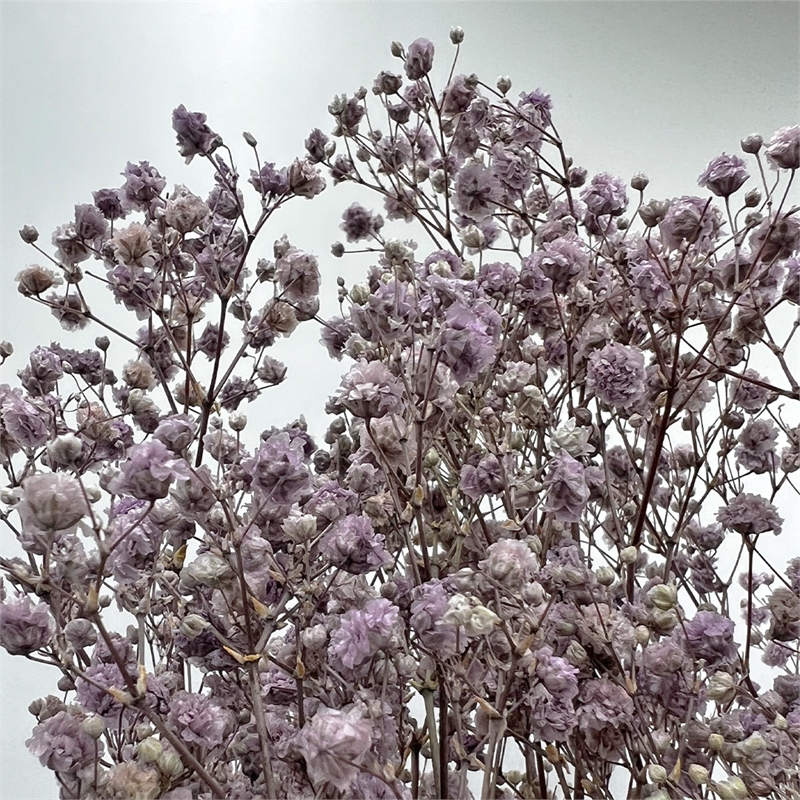 Bergamo Art Bundle of 4 Preserved Gypsophila Baby's Breath 24