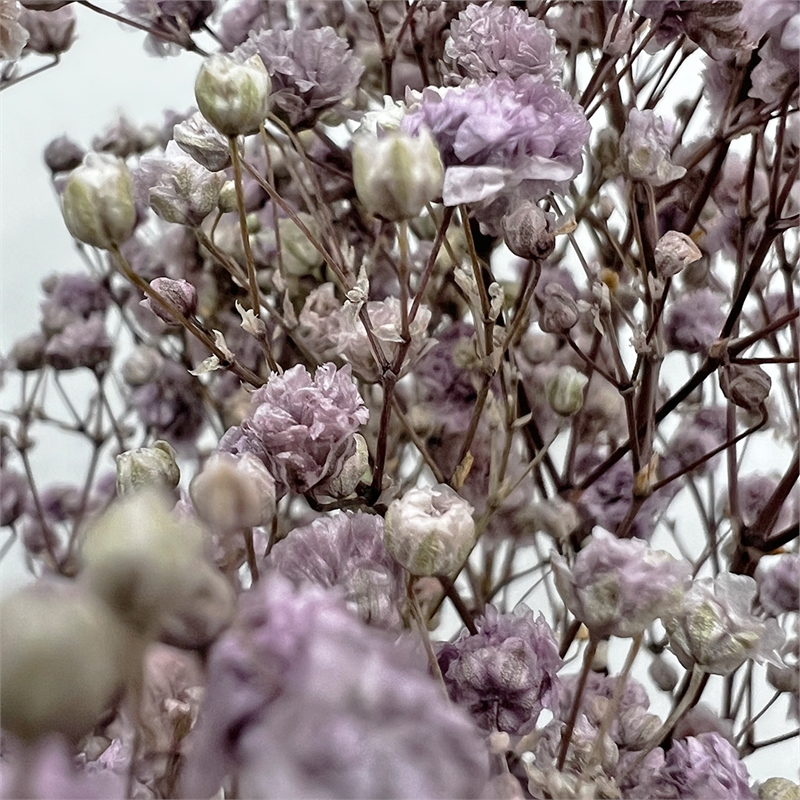 Bergamo Art Bundle of 4 Preserved Gypsophila Baby's Breath 24