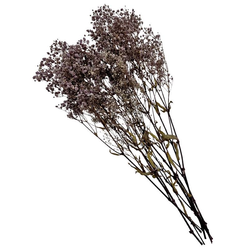Bergamo Art Bundle of 4 Preserved Gypsophila Baby's Breath 24