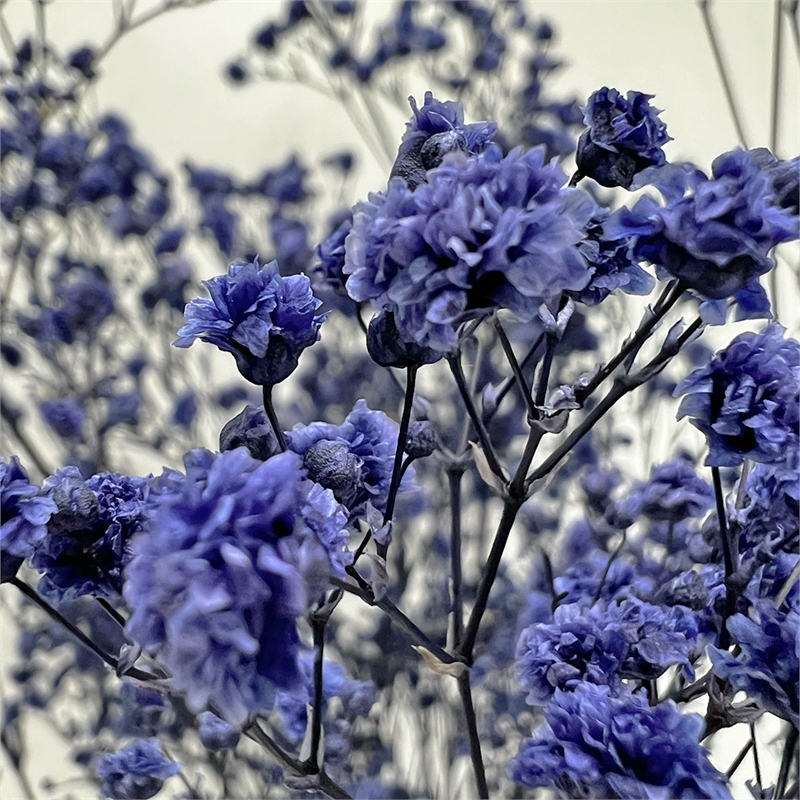 Bergamo Art Bundle of 4 Preserved Gypsophila Baby's Breath 24