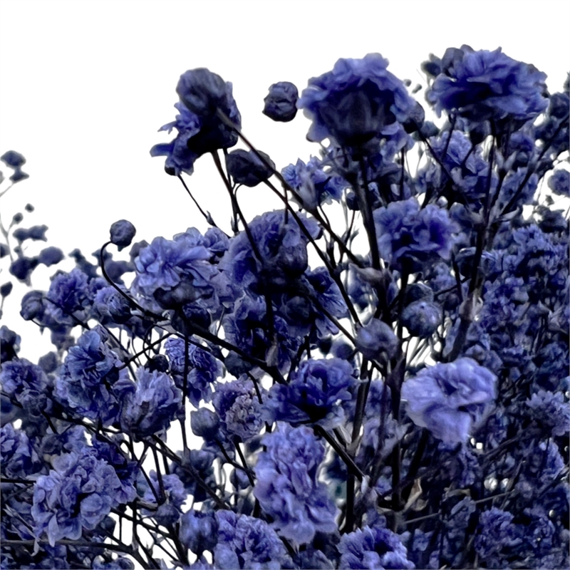 Bergamo Art Bundle of 4 Preserved Gypsophila Baby's Breath 24