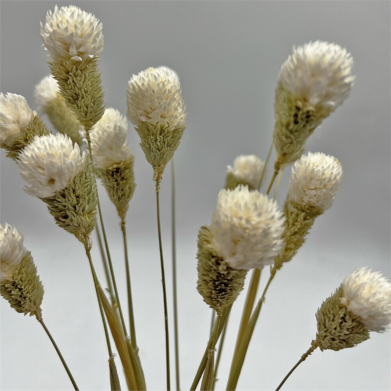 Bergamo Art Bundle of 4 Dried Gomphrena Globosa  22-24
