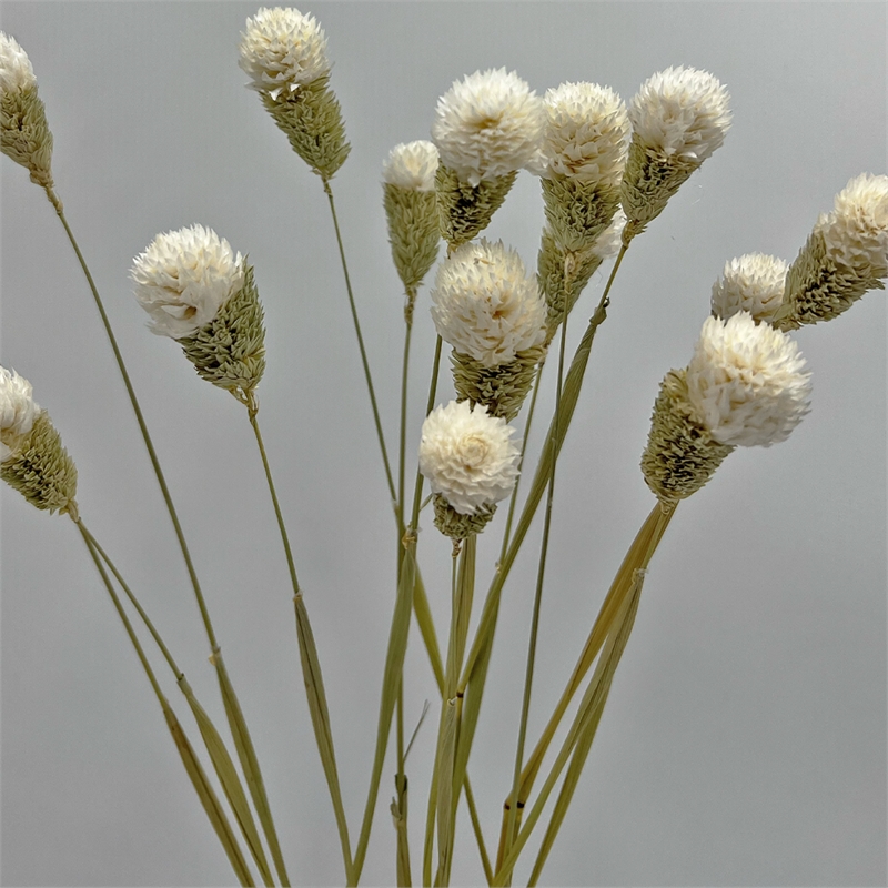 Bergamo Art Bundle of 4 Dried Gomphrena Globosa  22-24