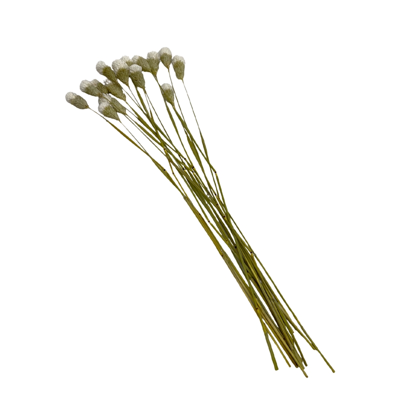 Bergamo Art Bundle of 4 Dried Gomphrena Globosa  22-24