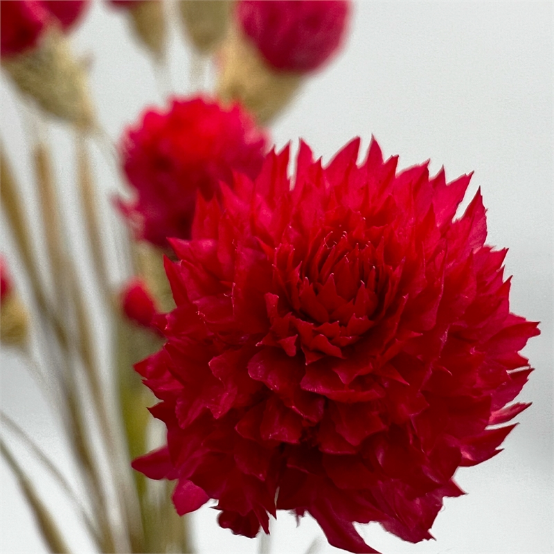 Bergamo Art Bundle of 4 Dried Gomphrena Globosa 22-24