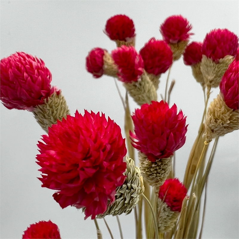 Bergamo Art Bundle of 4 Dried Gomphrena Globosa 22-24