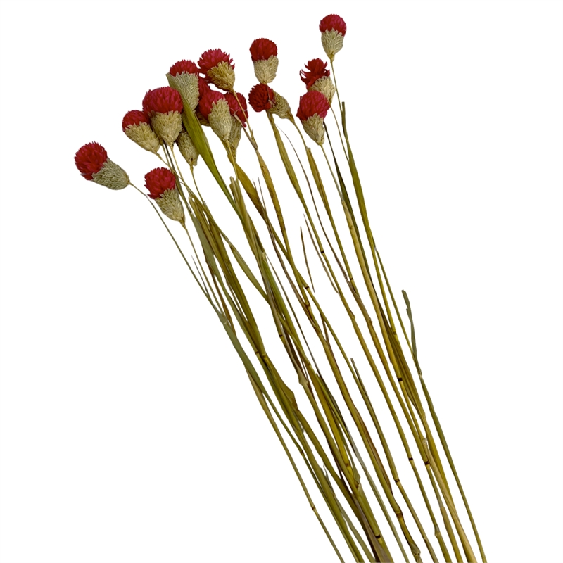 Bergamo Art Bundle of 4 Dried Gomphrena Globosa 22-24