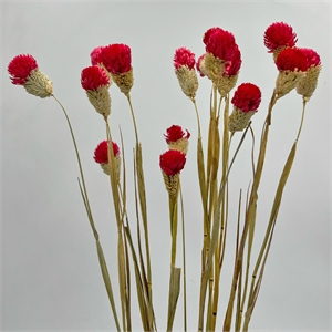 Bergamo Art Bundle of 4 Dried Gomphrena Globosa 22-24&quot long in Red