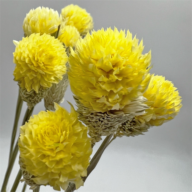 Bergamo Art Bundle of 4 Dried Gomphrena Globosa 22-24