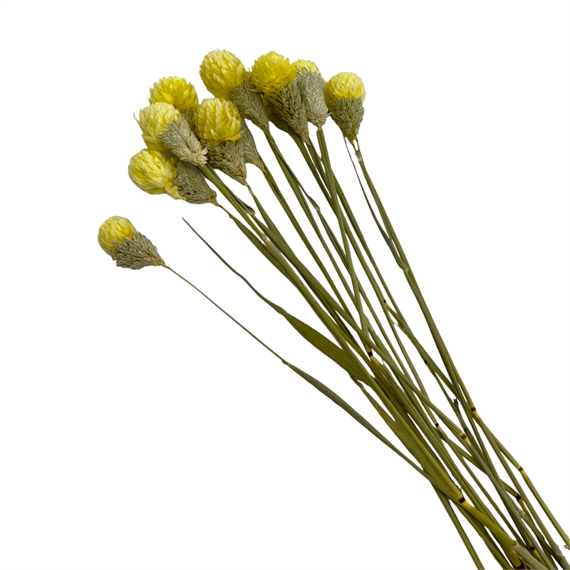 Bergamo Art Bundle of 4 Dried Gomphrena Globosa 22-24