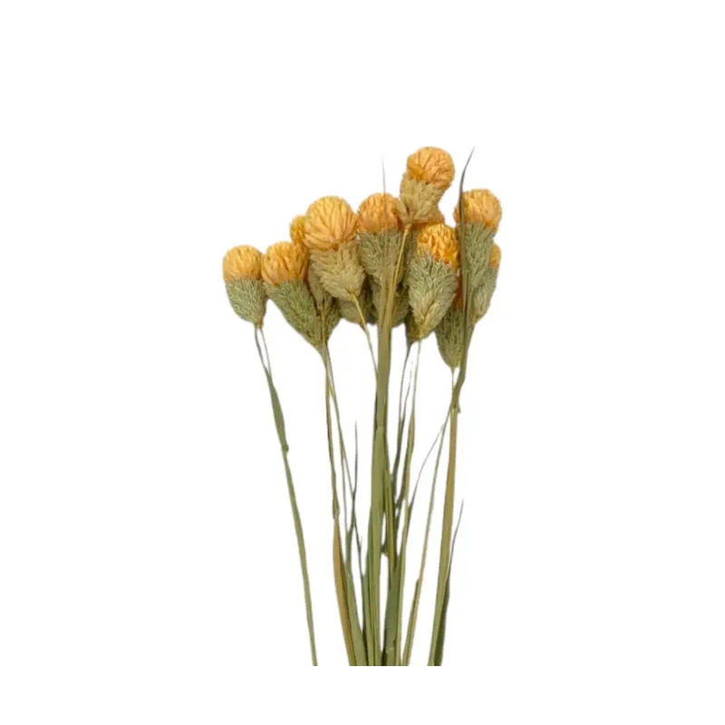 Bergamo Art Bundle of 4 Dried Gomphrena Globosa 22-24