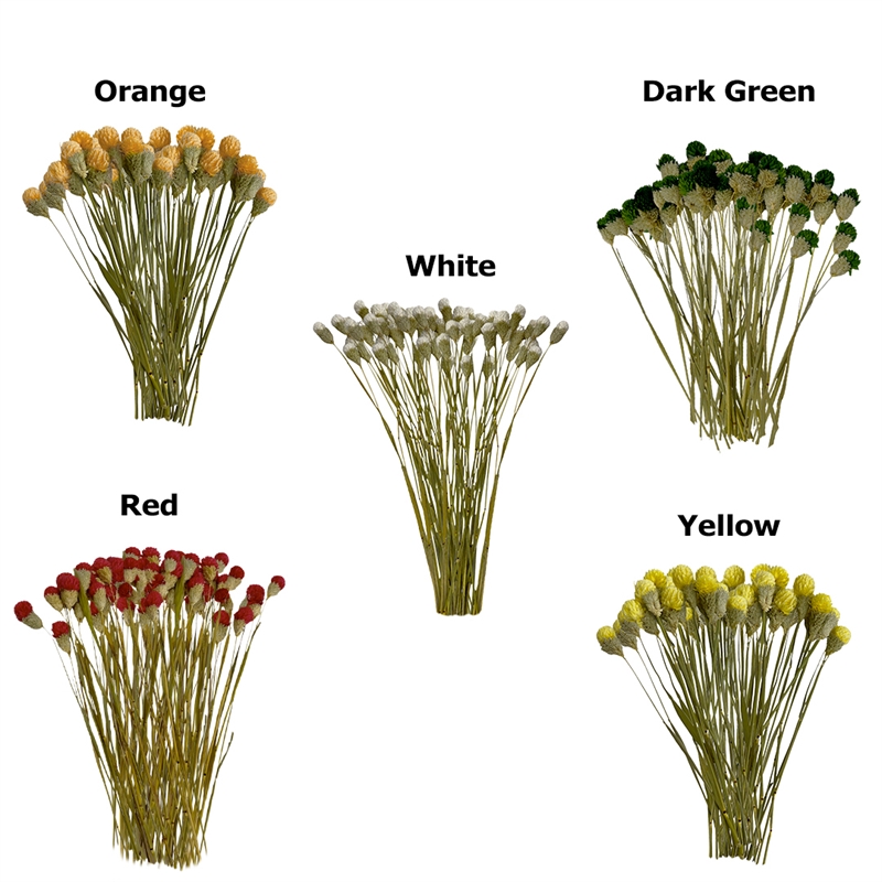 Bergamo Art Bundle of 4 Dried Gomphrena Globosa 22-24