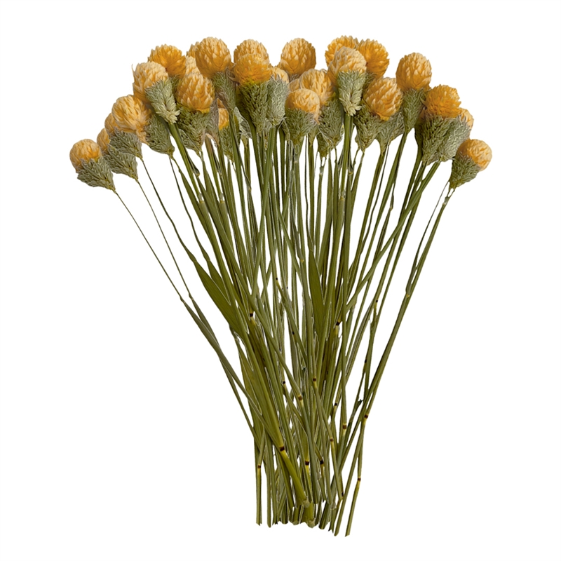 Bergamo Art Bundle of 4 Dried Gomphrena Globosa 22-24