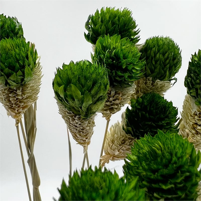 Bergamo Art Bundle of 4 Dried Gomphrena Globosa 22-24