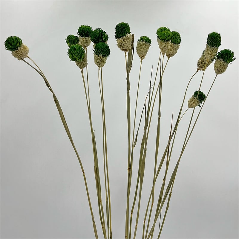Bergamo Art Bundle of 4 Dried Gomphrena Globosa 22-24
