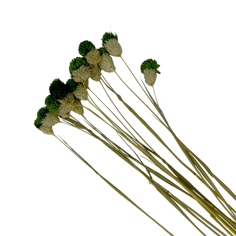 Bergamo Art Bundle of 4 Dried Gomphrena Globosa 22-24