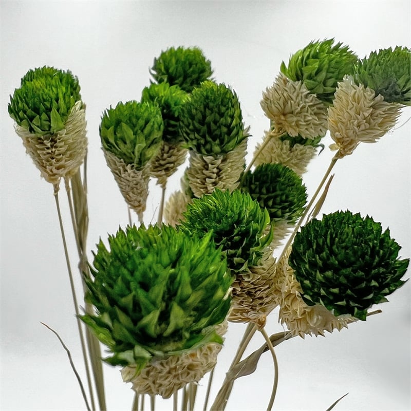Bergamo Art Bundle of 4 Dried Gomphrena Globosa 22-24