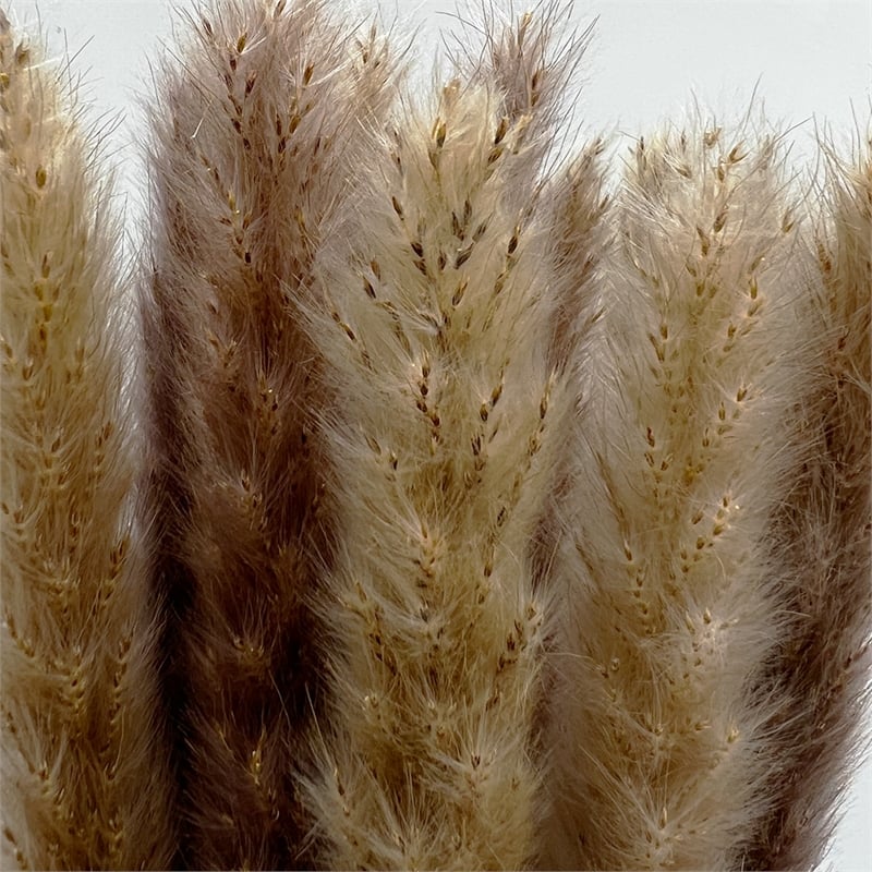 Bergamo Art Bundle of 4 Preserved Flowers Small Pampass Grass 20