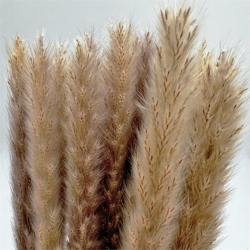 Bergamo Art Bundle of 4 Preserved Flowers Small Pampass Grass 20