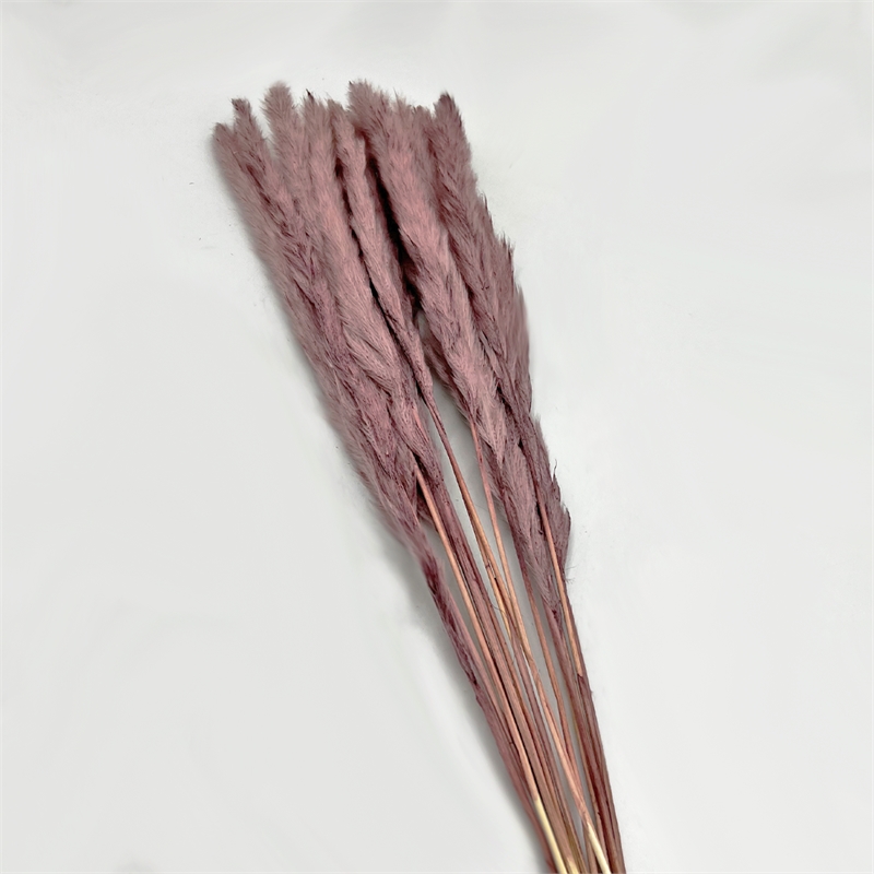 Bergamo Art Bundle of 4 Preserved Flowers Small Pampass Grass 20