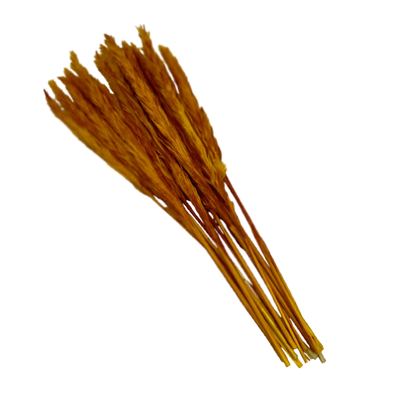 Bergamo Art Bundle of 4 Preserved Flowers Small Pampass Grass 20